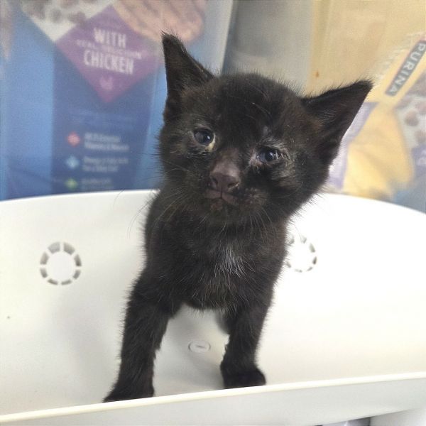 Mr. Chips thumbnail 2