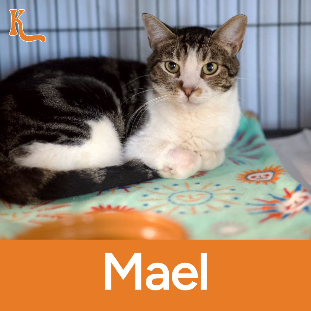 Mael