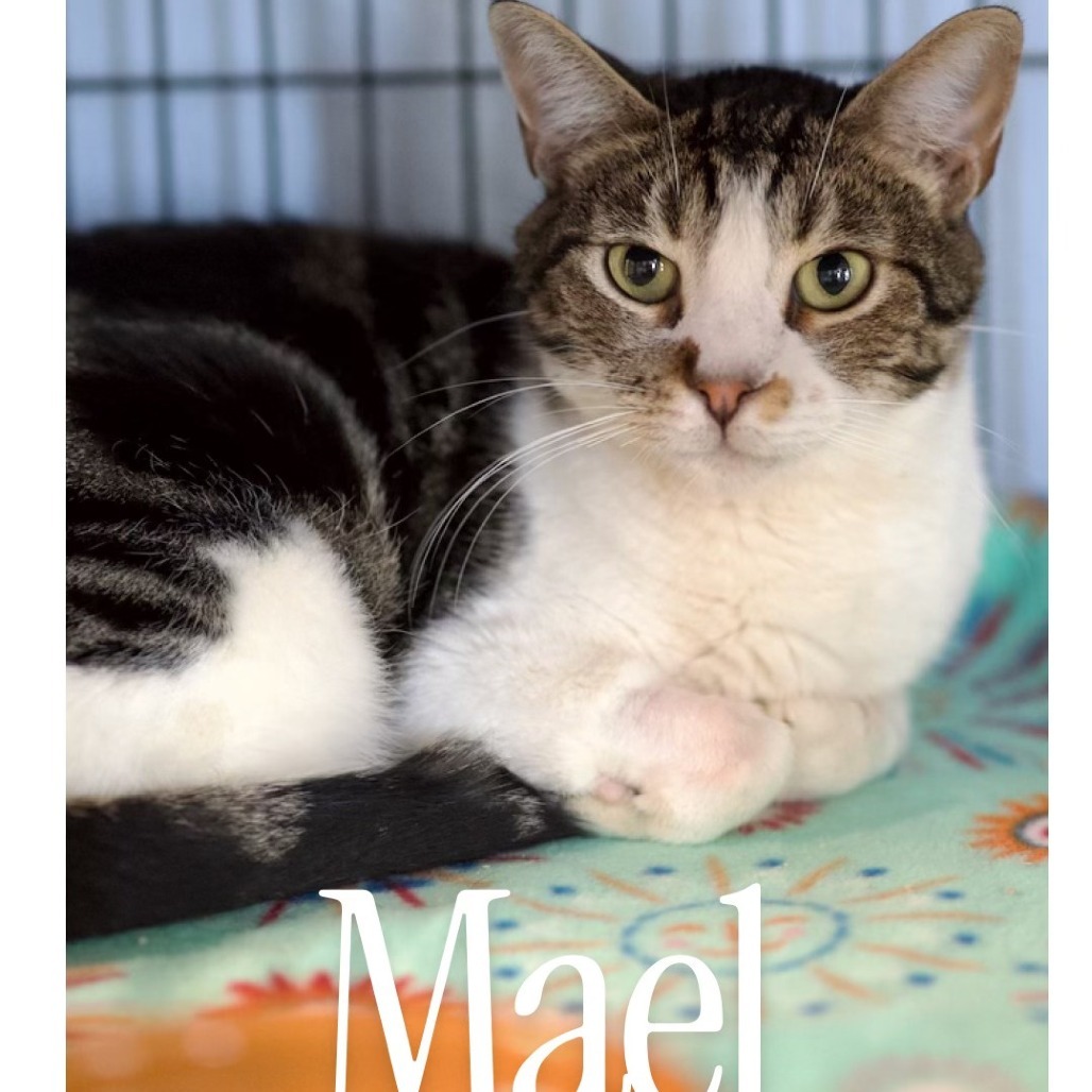 Mael
