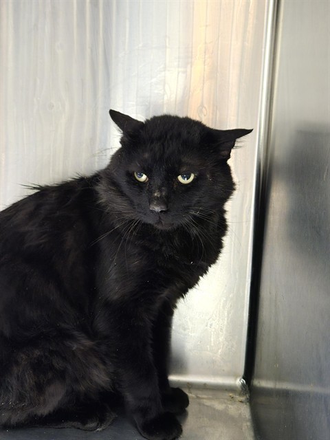 BINX, an adoptable Domestic Short Hair in Casper, WY, 82601 | Photo Image 1