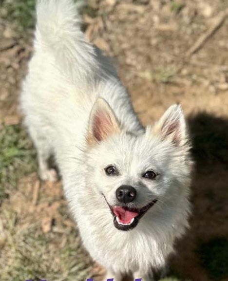 Huckleberry Finnigan