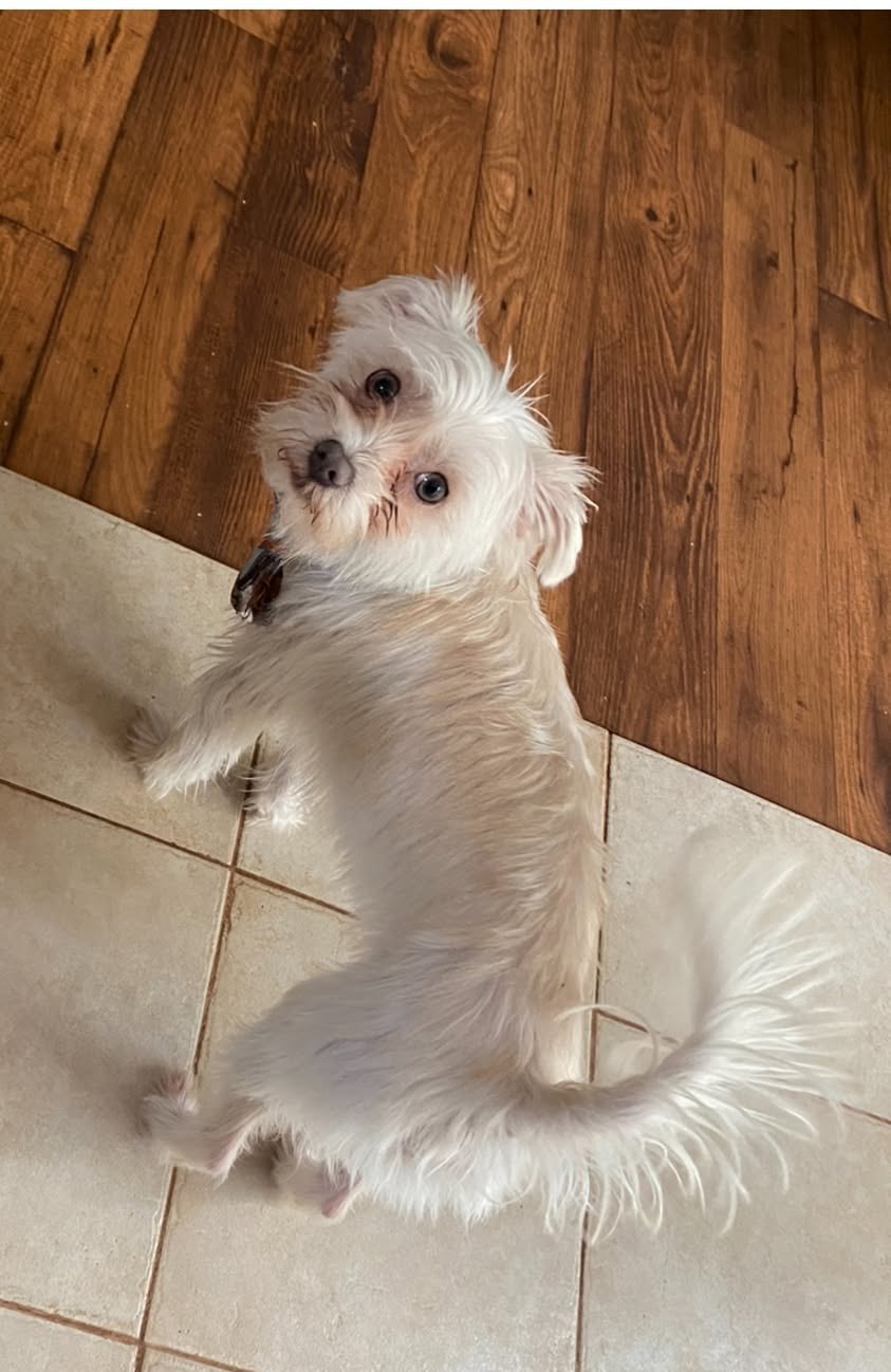 Leo Teeny Tiny