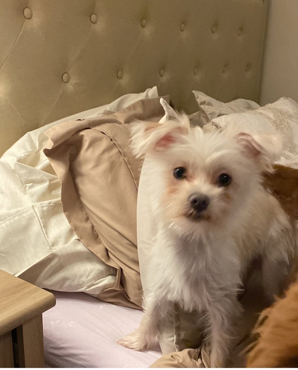 Leo Teeny Tiny