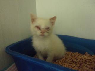 Frodo