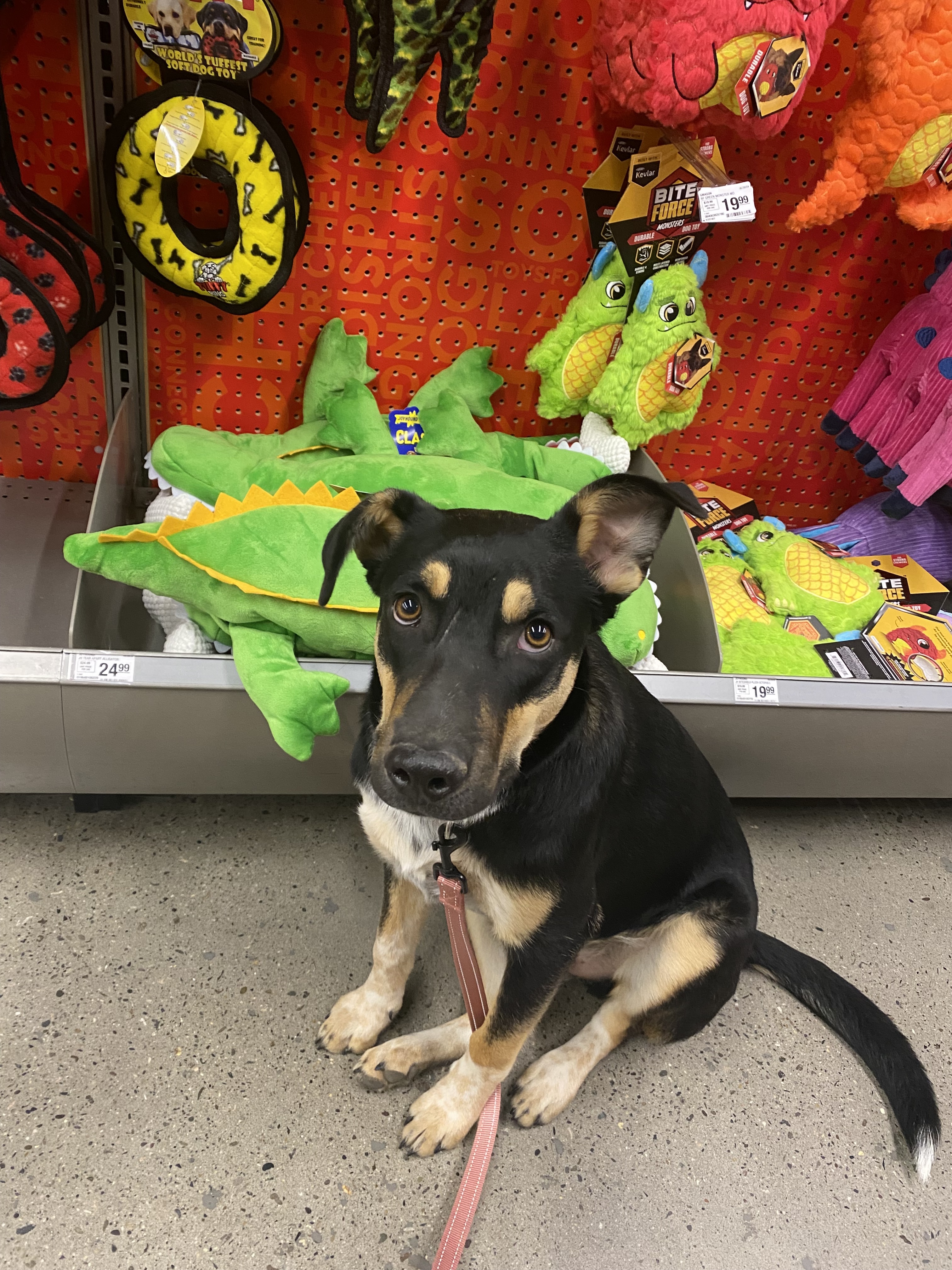 Birney, an adoptable Australian Cattle Dog / Blue Heeler, German Shepherd Dog in Hardin, MT, 59034 | Photo Image 1