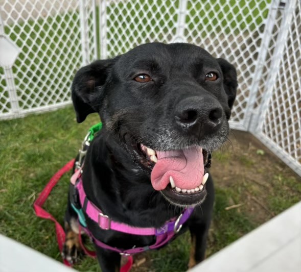 Millie, an adoptable German Shepherd Dog in Hardin, MT, 59034 | Photo Image 1