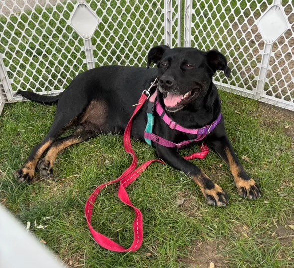 Millie, an adoptable German Shepherd Dog in Hardin, MT, 59034 | Photo Image 2
