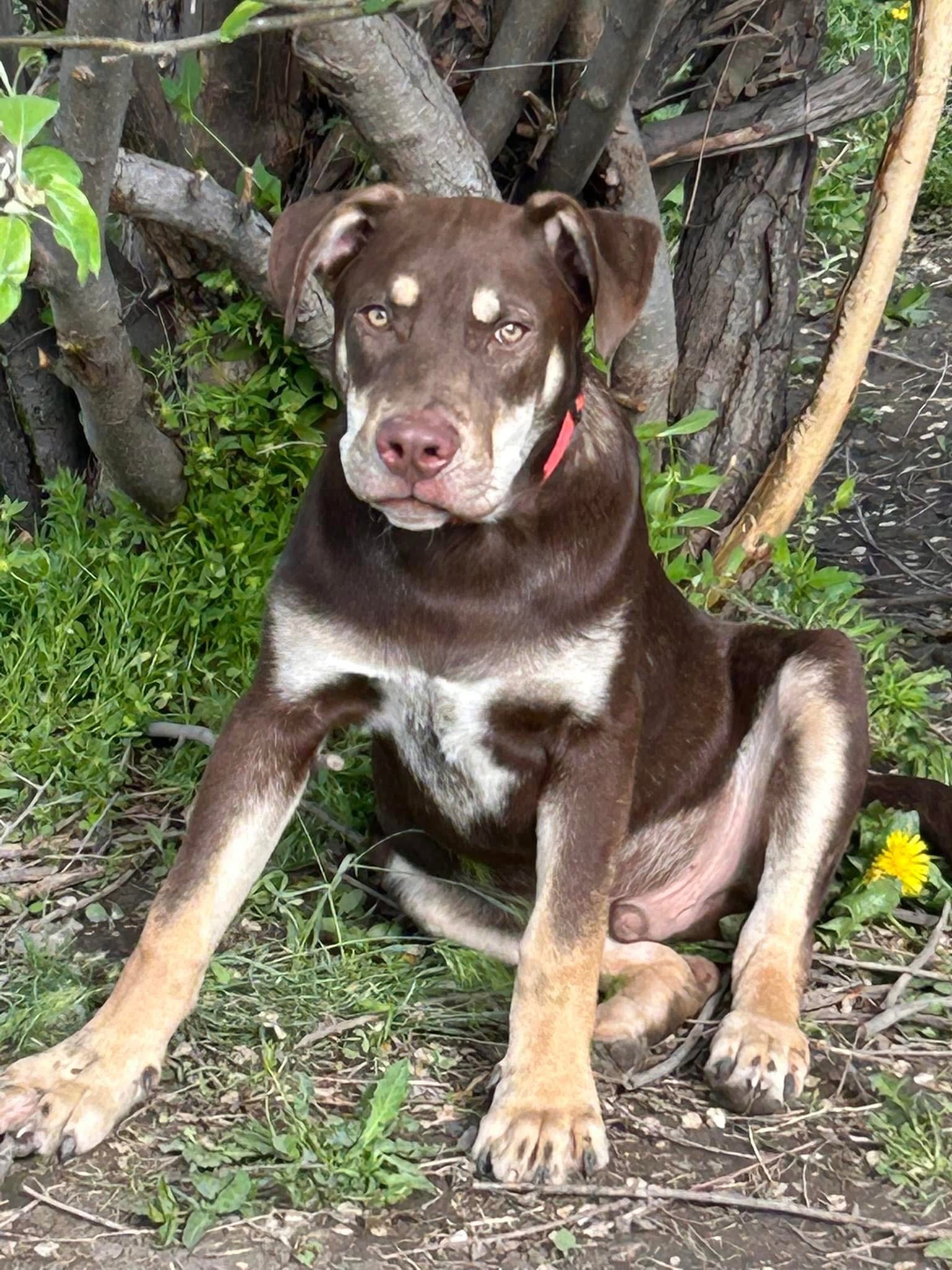 Montana Miles, an adoptable Australian Kelpie in Hardin, MT, 59034 | Photo Image 1