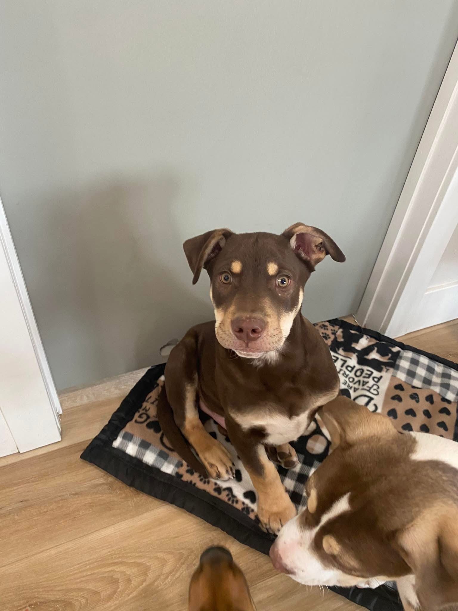 Montana Miles, an adoptable Australian Kelpie in Hardin, MT, 59034 | Photo Image 2