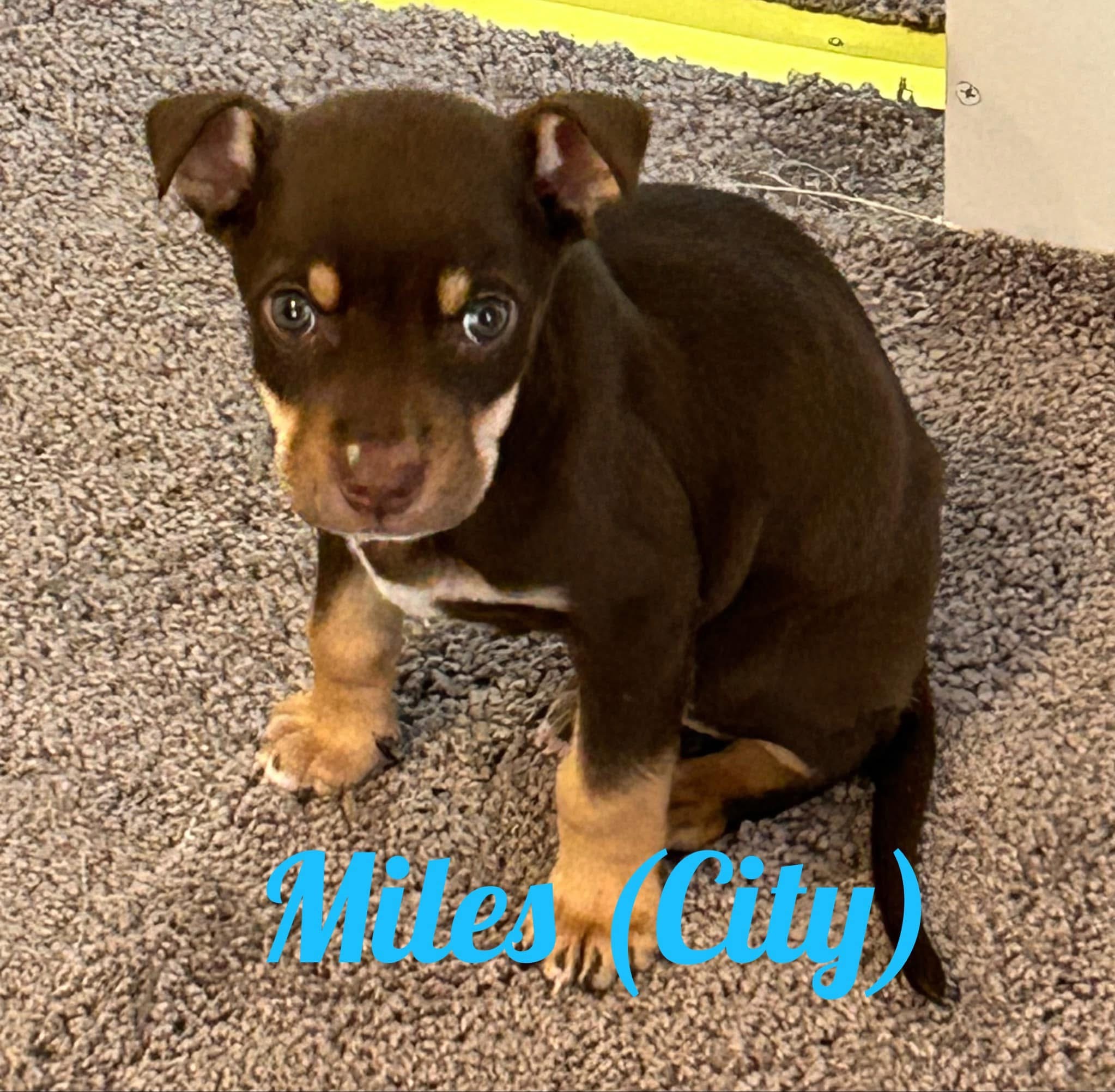 Montana Miles, an adoptable Australian Kelpie in Hardin, MT, 59034 | Photo Image 3