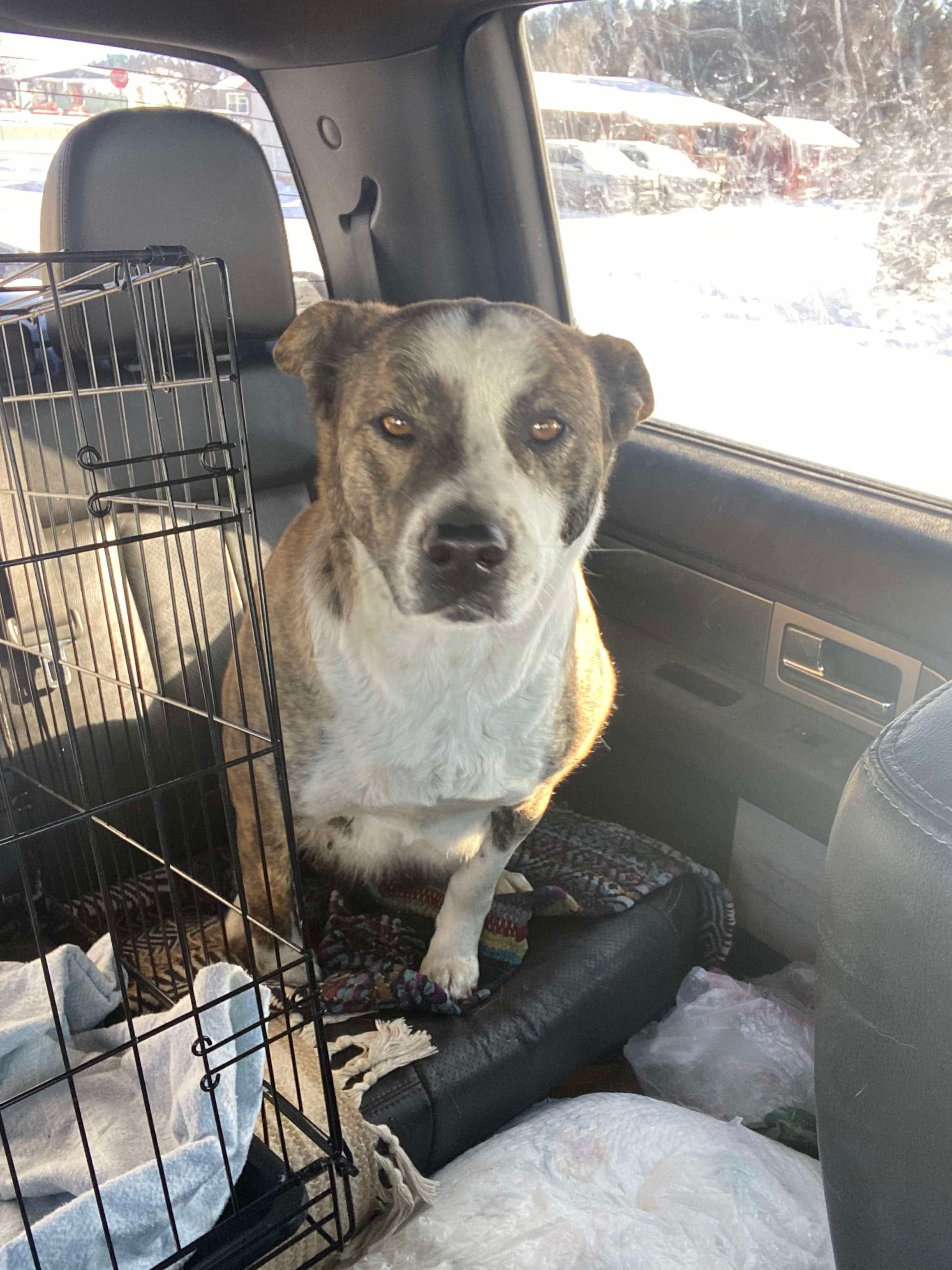 Sally, an adoptable Australian Cattle Dog / Blue Heeler in Hardin, MT, 59034 | Photo Image 1