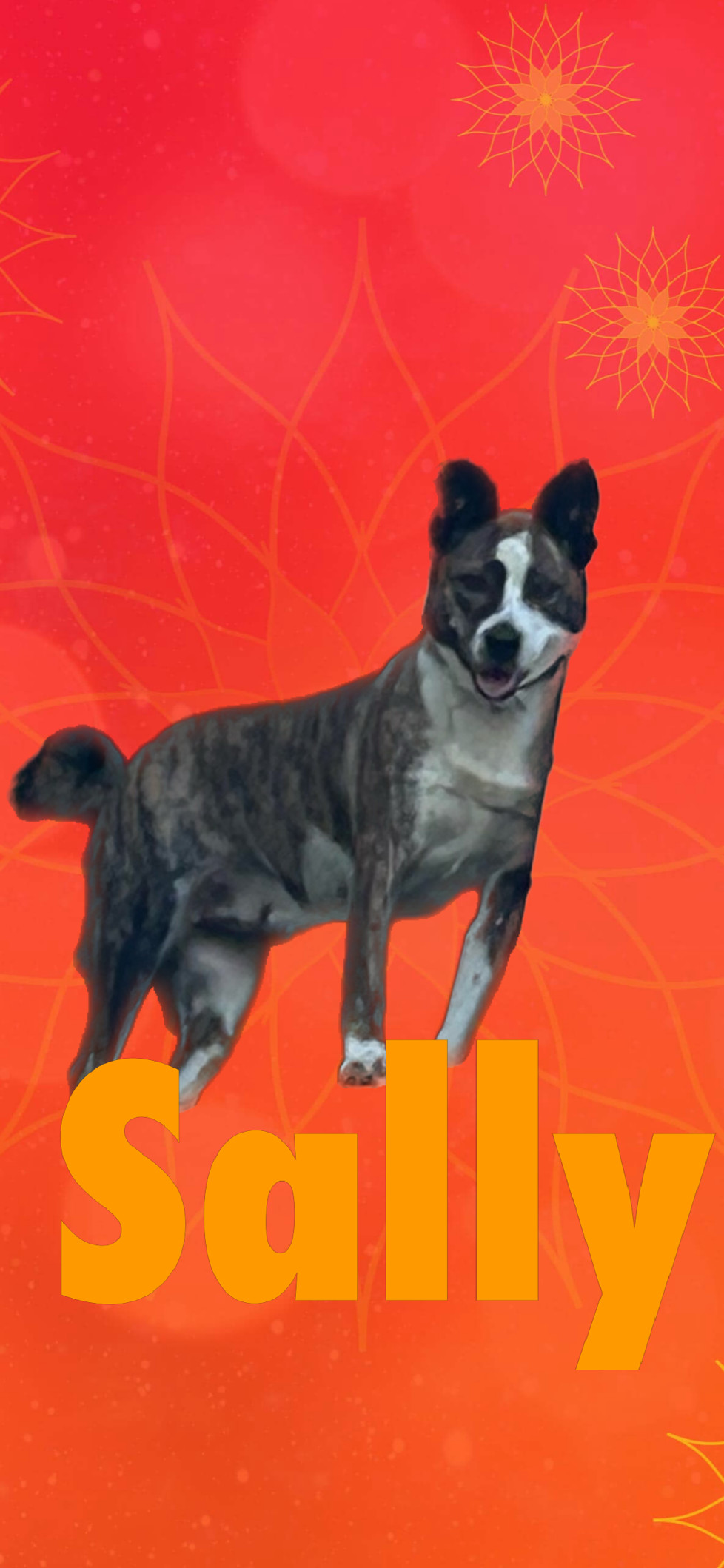 Sally, an adoptable Australian Cattle Dog / Blue Heeler in Hardin, MT, 59034 | Photo Image 2