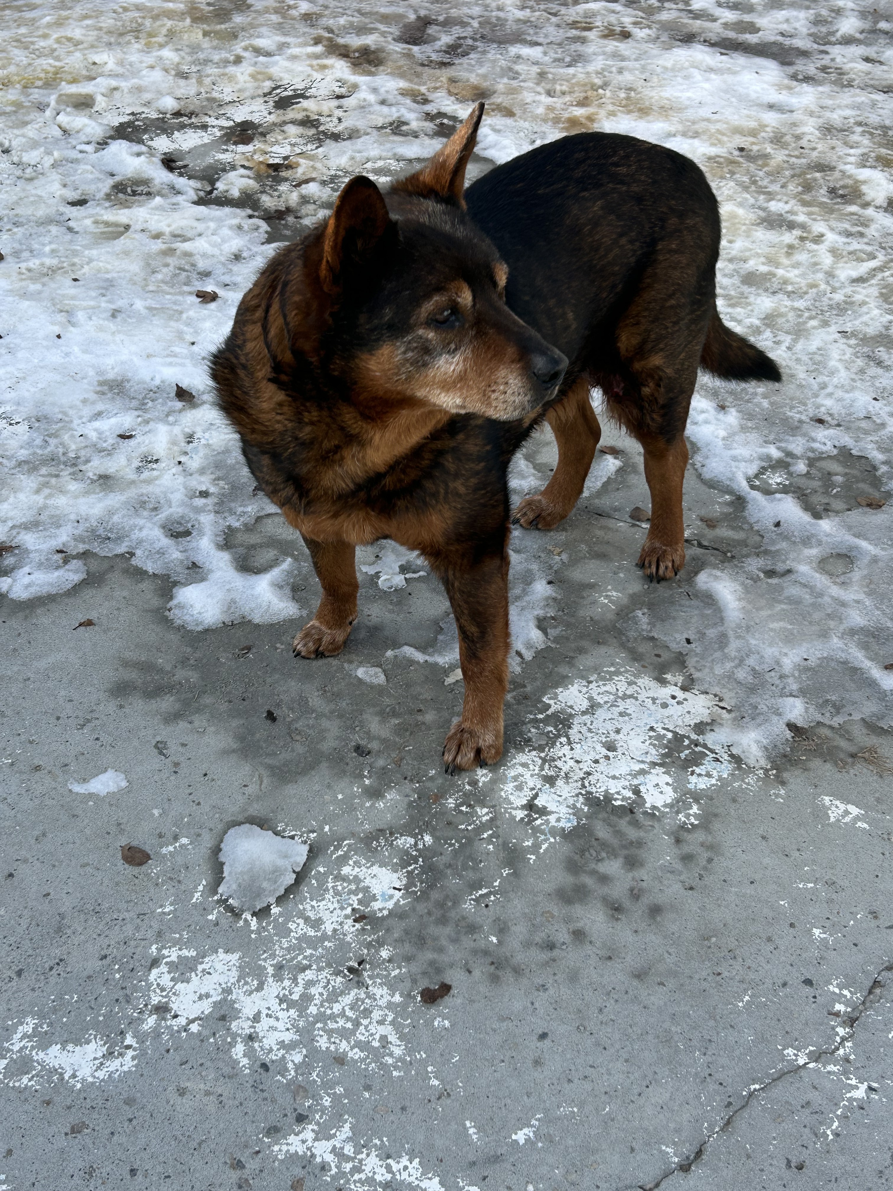 Redd Fox, an adoptable German Shepherd Dog in Hardin, MT, 59034 | Photo Image 1