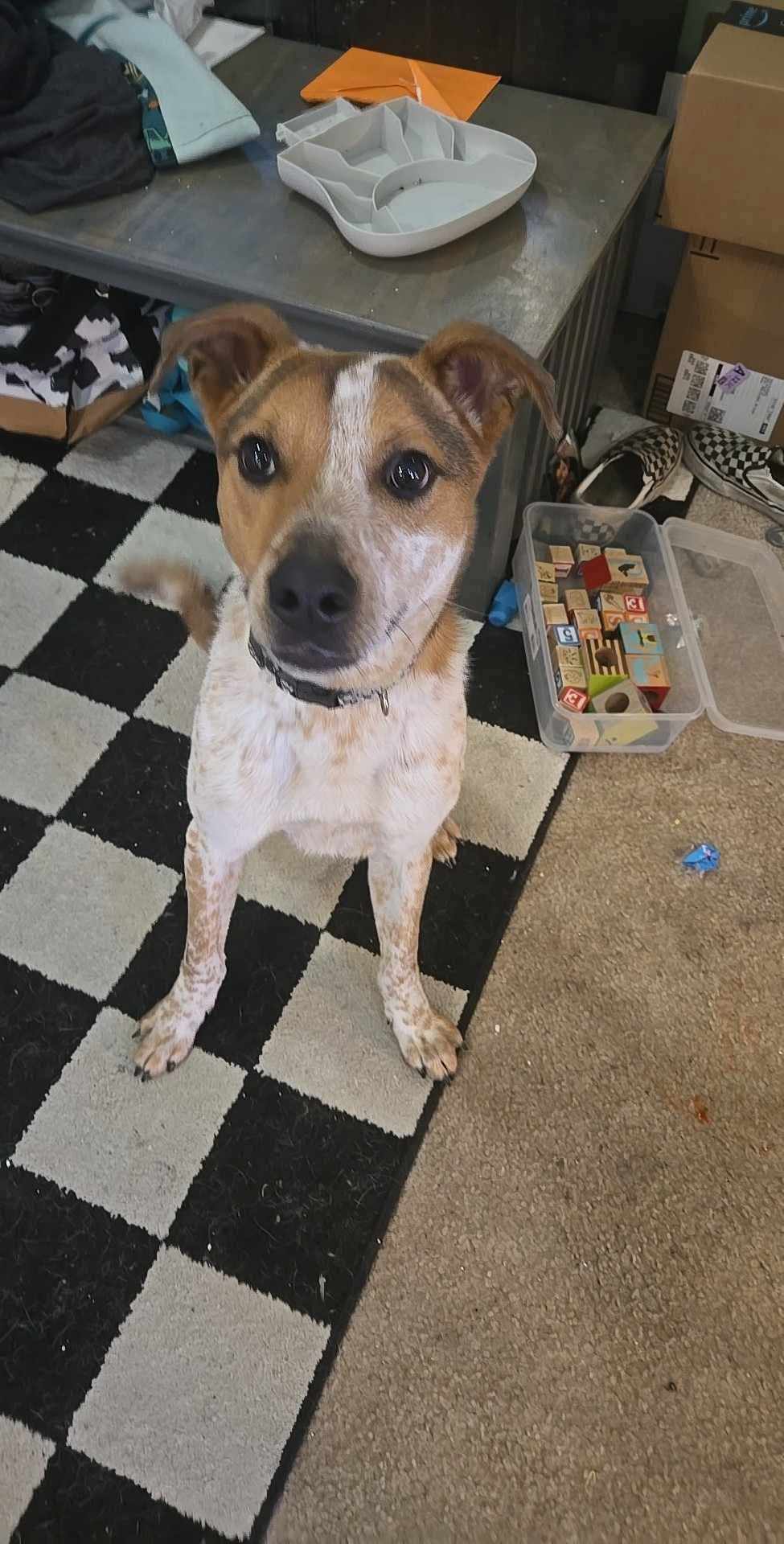 Dudley, an adoptable Australian Cattle Dog / Blue Heeler in Hardin, MT, 59034 | Photo Image 1