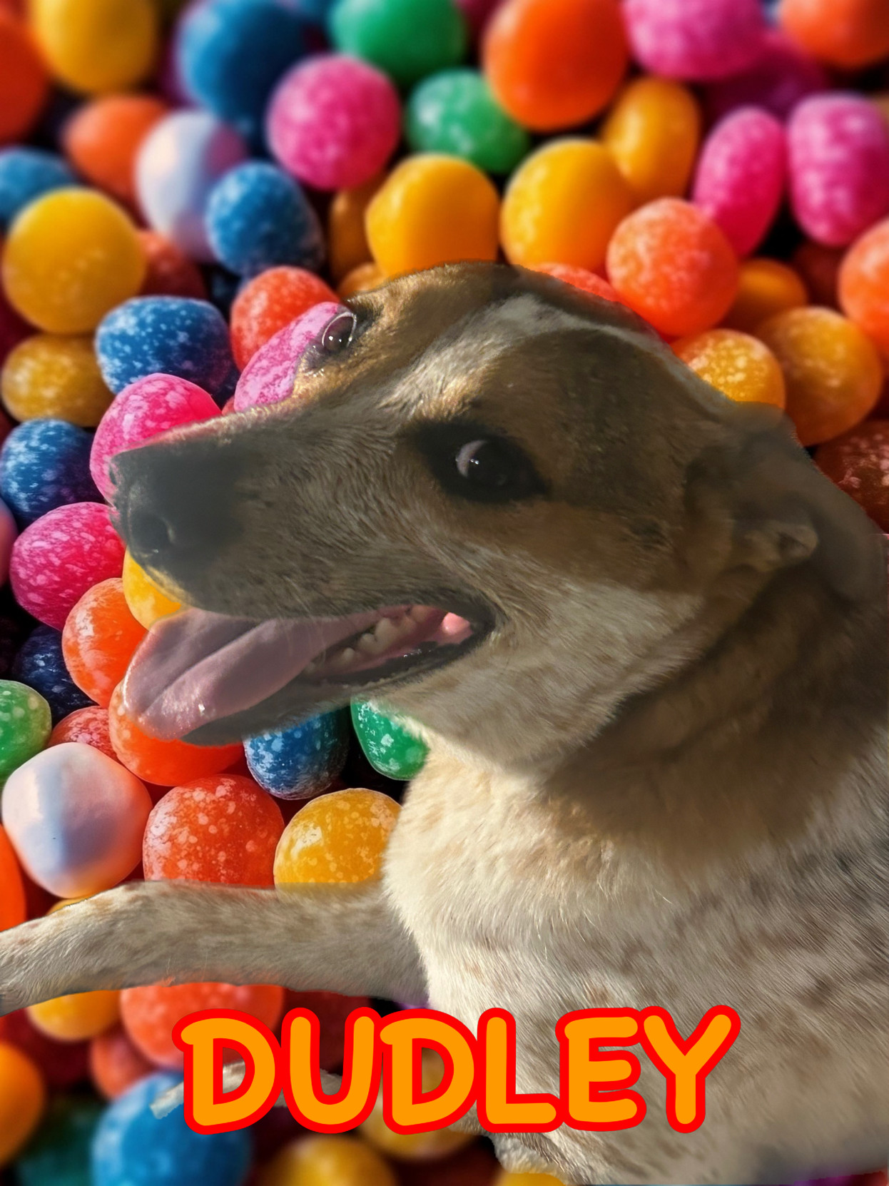 Dudley, an adoptable Australian Cattle Dog / Blue Heeler in Hardin, MT, 59034 | Photo Image 1