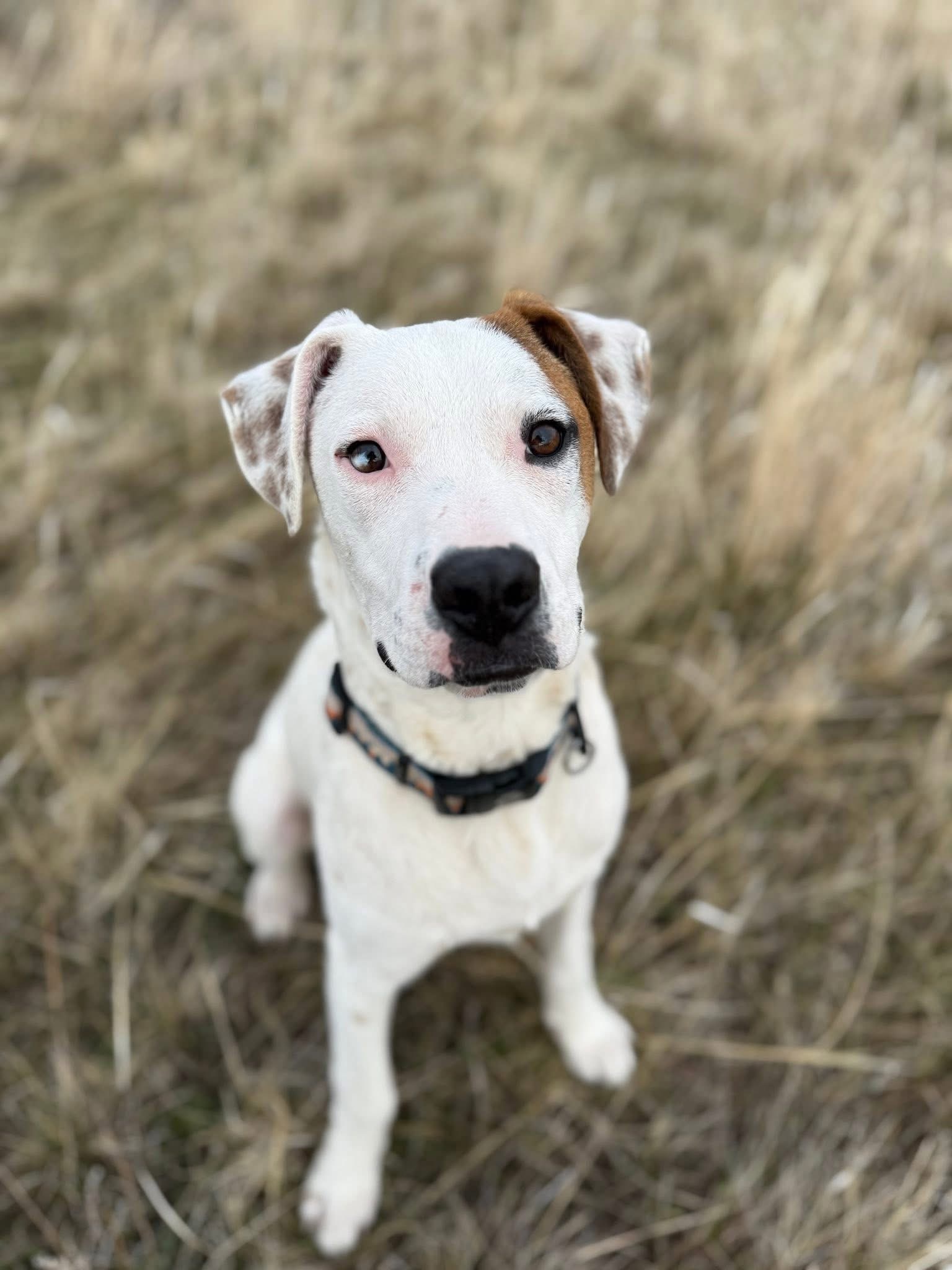 Goose, an adoptable Pit Bull Terrier, Australian Cattle Dog / Blue Heeler in Hardin, MT, 59034 | Photo Image 1