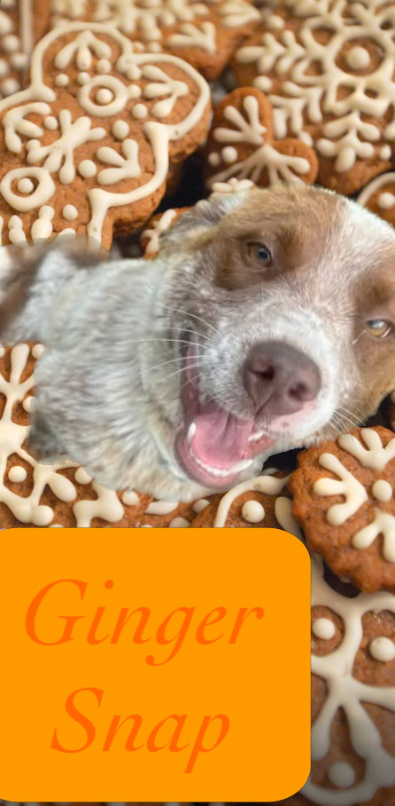 Ginger Snap, an adoptable Australian Cattle Dog / Blue Heeler in Hardin, MT, 59034 | Photo Image 1