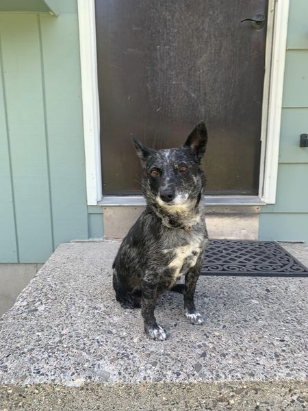 Skeeter, an adoptable Australian Cattle Dog / Blue Heeler in Hardin, MT, 59034 | Photo Image 1