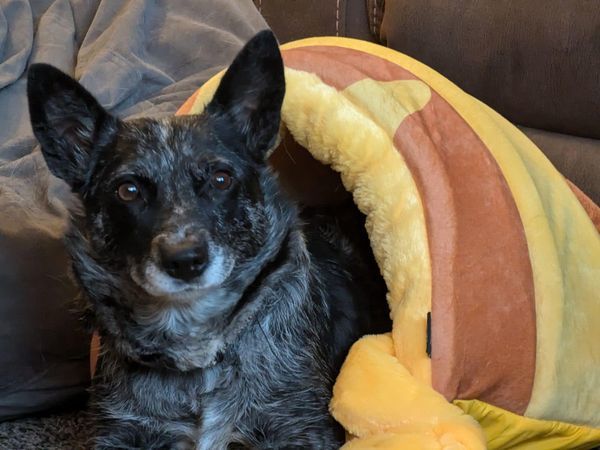 Skeeter, an adoptable Australian Cattle Dog / Blue Heeler in Hardin, MT, 59034 | Photo Image 2