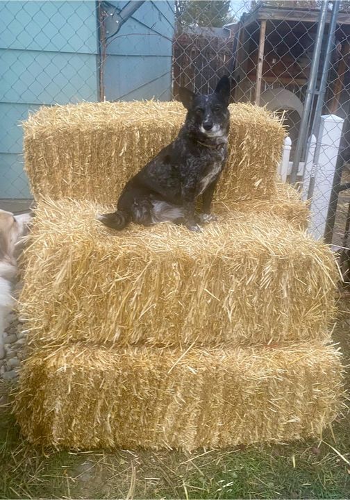 Skeeter, an adoptable Australian Cattle Dog / Blue Heeler in Hardin, MT, 59034 | Photo Image 3