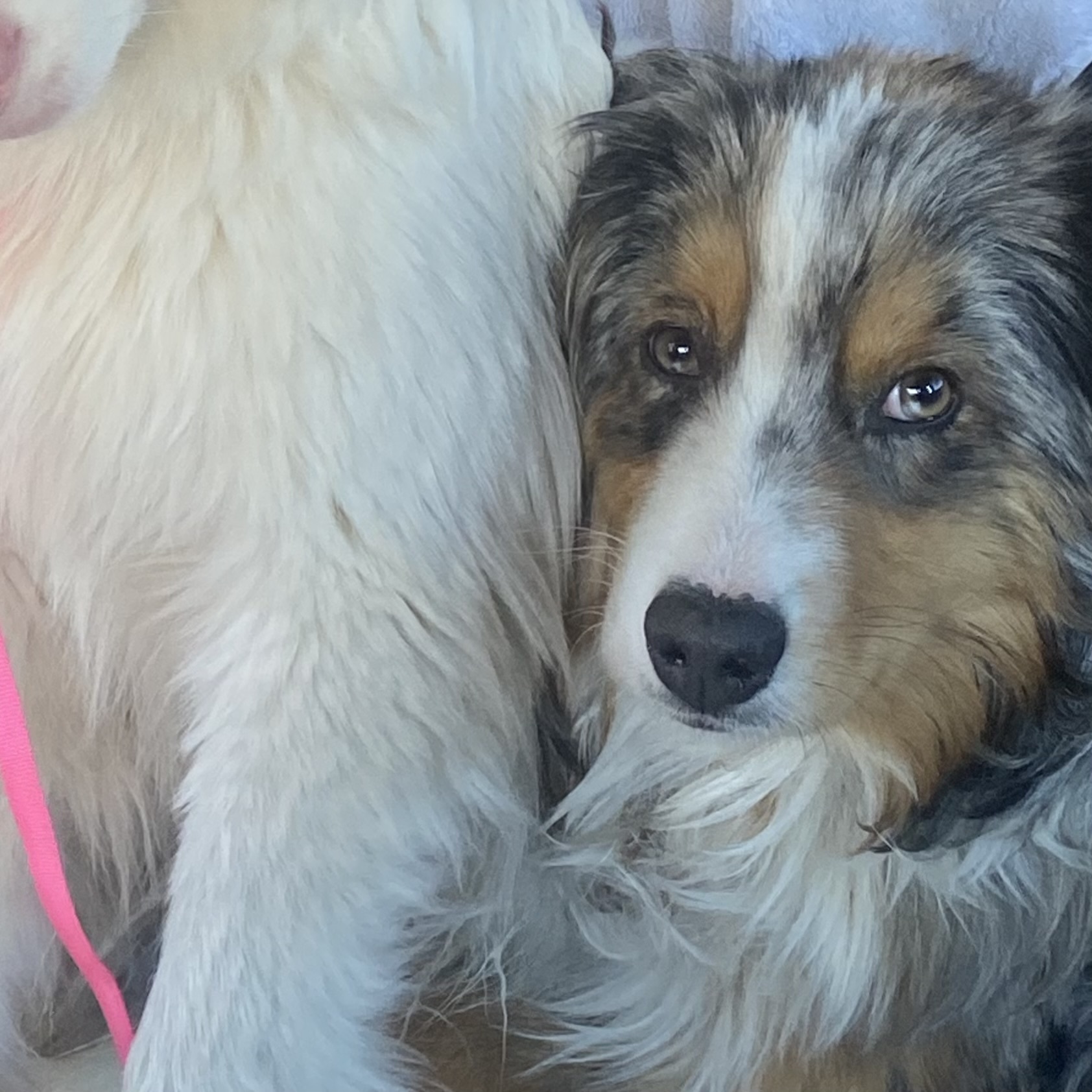 Martin, an adoptable Australian Shepherd in Hardin, MT, 59034 | Photo Image 1