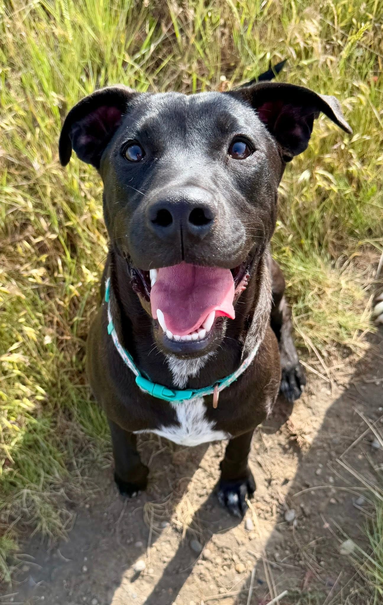 Phoebe, an adoptable Pit Bull Terrier, Labrador Retriever in Hardin, MT, 59034 | Photo Image 1