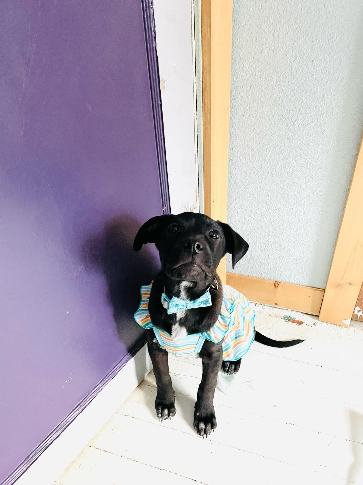 Phoebe, an adoptable Pit Bull Terrier, Labrador Retriever in Hardin, MT, 59034 | Photo Image 2