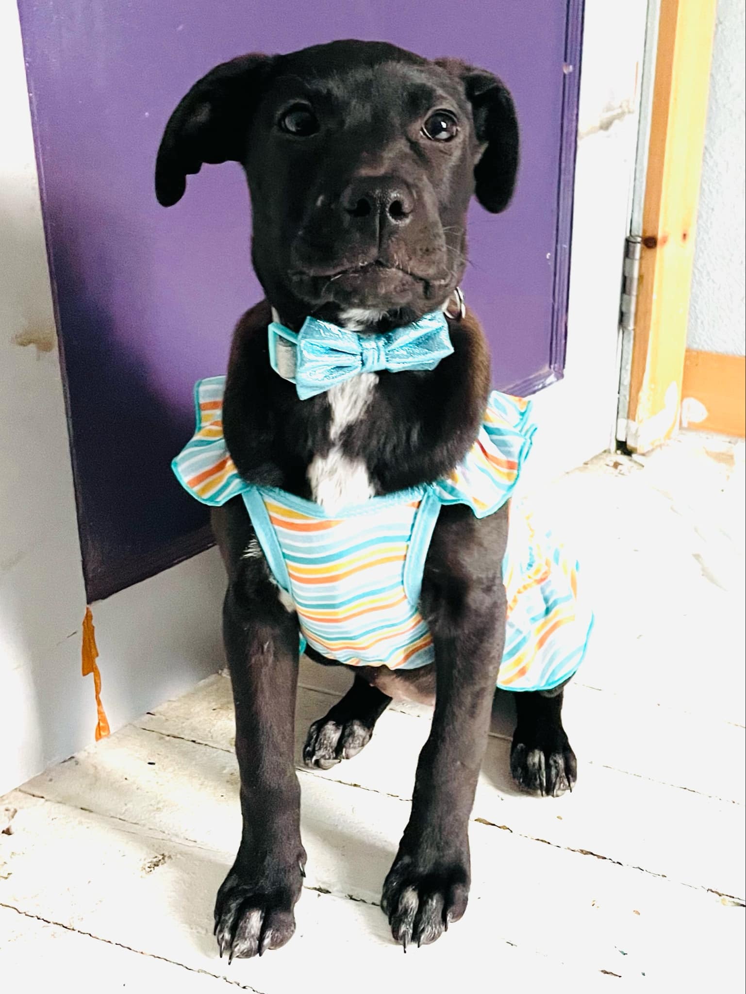Phoebe, an adoptable Pit Bull Terrier, Labrador Retriever in Hardin, MT, 59034 | Photo Image 3