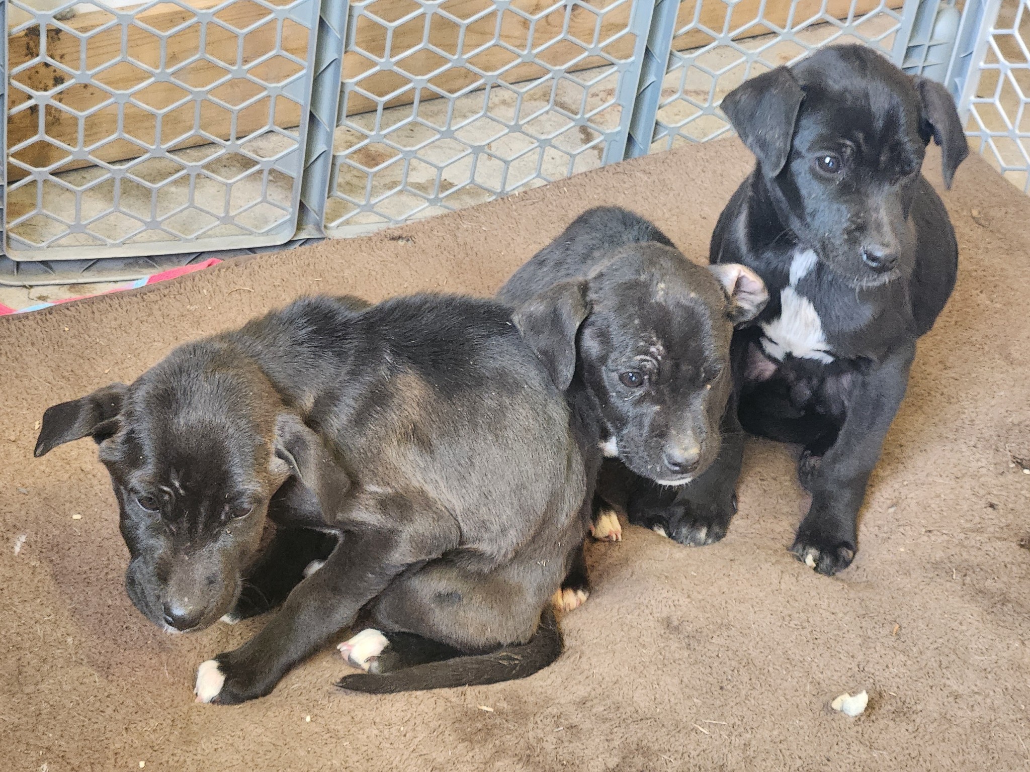 Black Trio: Phoebe, an adoptable Shepherd, Australian Cattle Dog / Blue Heeler in Hardin, MT, 59034 | Photo Image 4