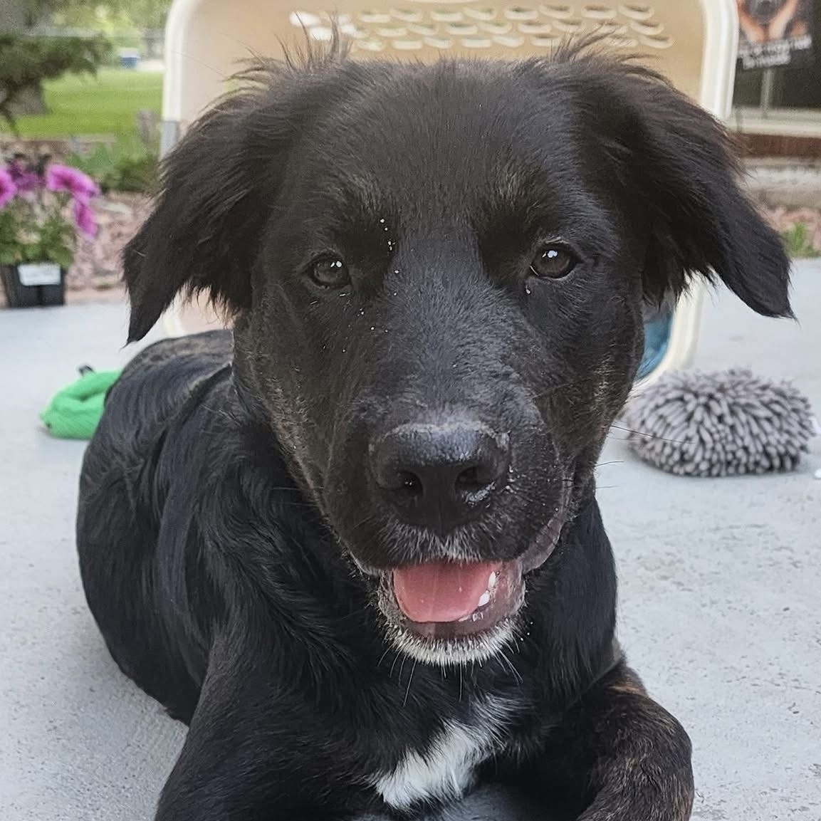 Stella- Croc, an adoptable German Shepherd Dog in Hardin, MT, 59034 | Photo Image 1
