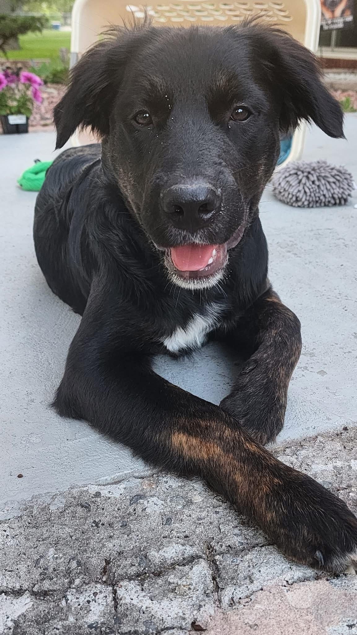 Stella- Croc, an adoptable German Shepherd Dog in Hardin, MT, 59034 | Photo Image 2