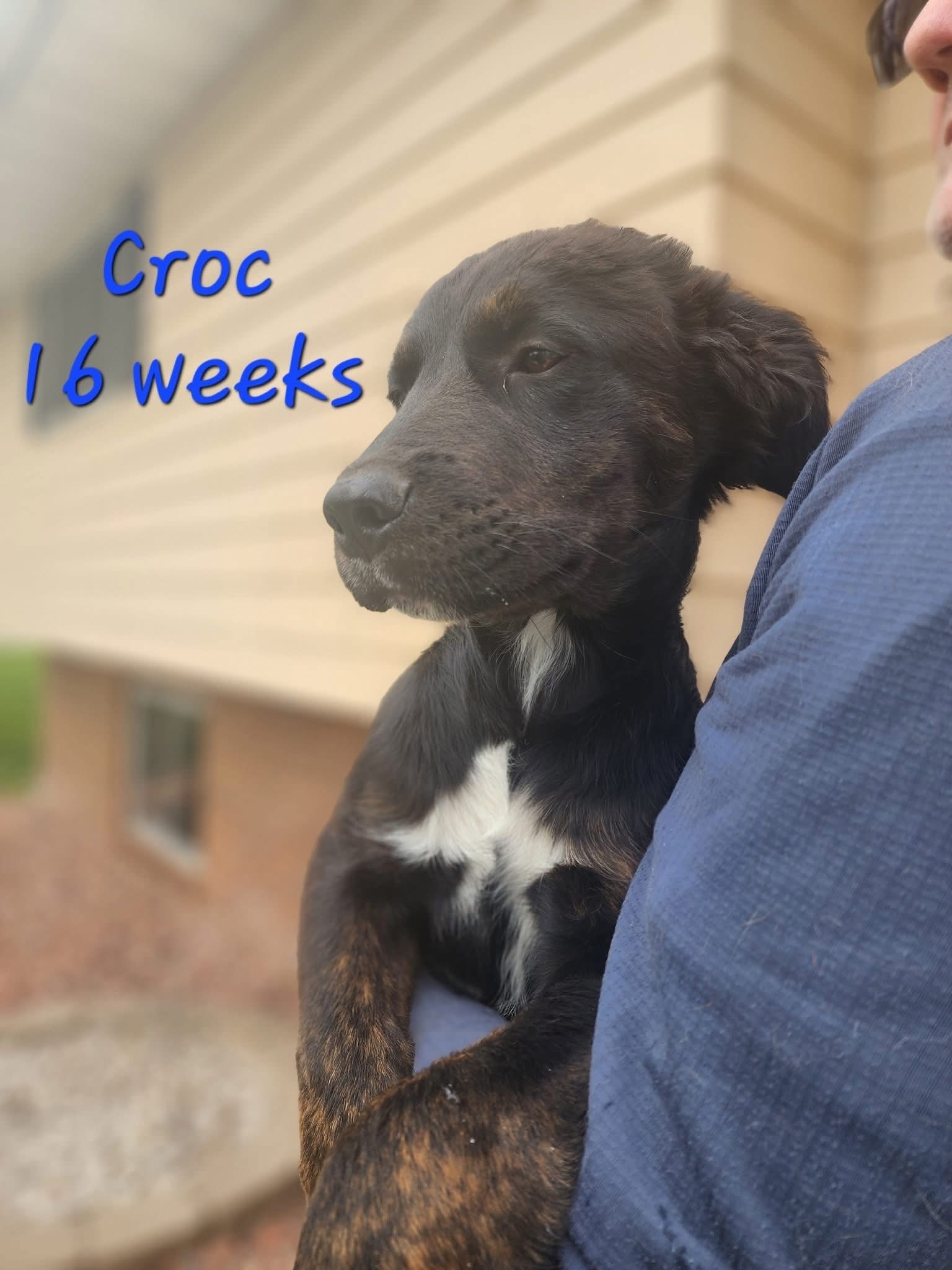 Stella- Croc, an adoptable German Shepherd Dog in Hardin, MT, 59034 | Photo Image 3