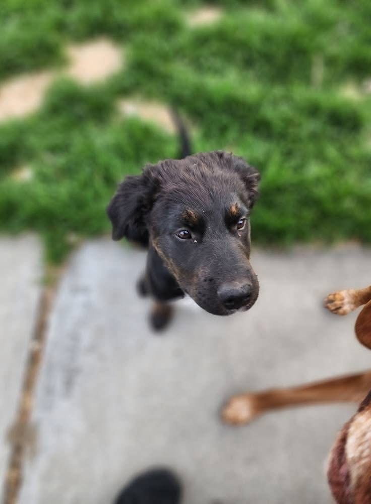 Stella- Croc, an adoptable German Shepherd Dog in Hardin, MT, 59034 | Photo Image 4