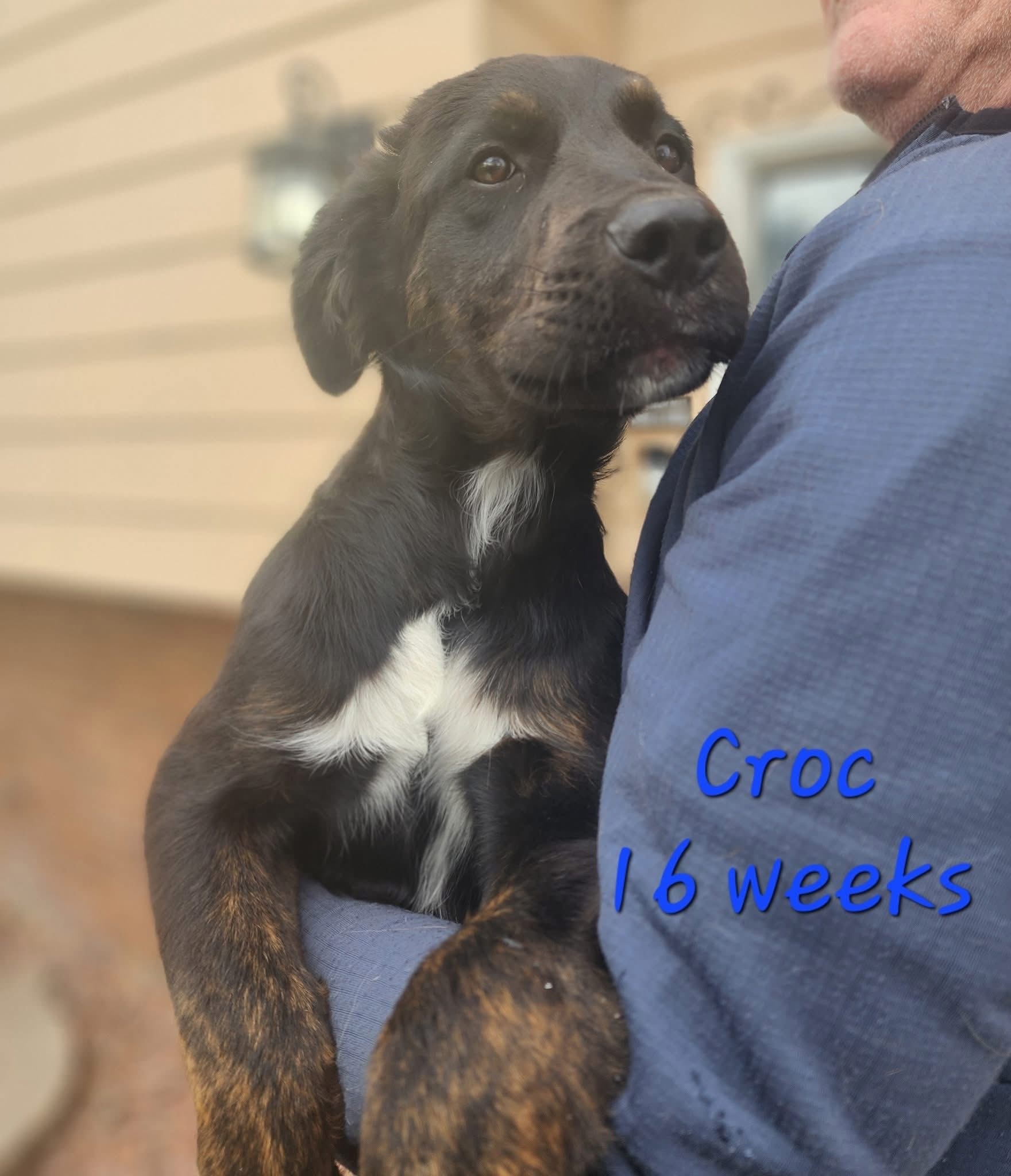 Stella- Croc, an adoptable German Shepherd Dog in Hardin, MT, 59034 | Photo Image 5