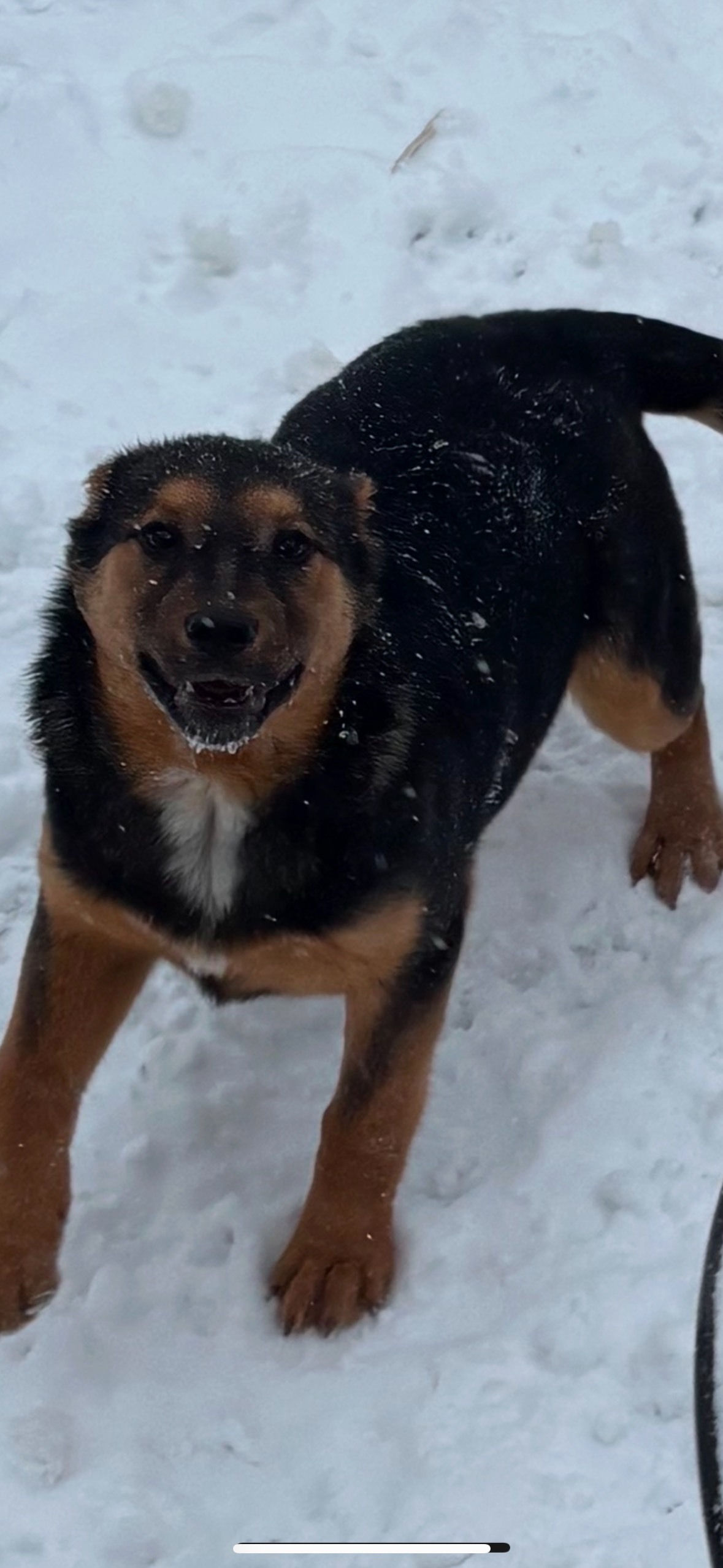 Asta, an adoptable German Shepherd Dog in Hardin, MT, 59034 | Photo Image 1