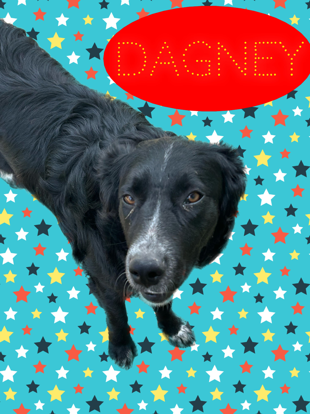 Dagny, an adoptable Border Collie in Hardin, MT, 59034 | Photo Image 1