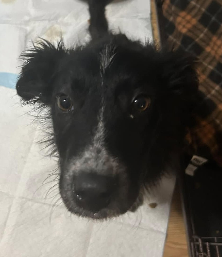 Dagny, an adoptable Border Collie in Hardin, MT, 59034 | Photo Image 2