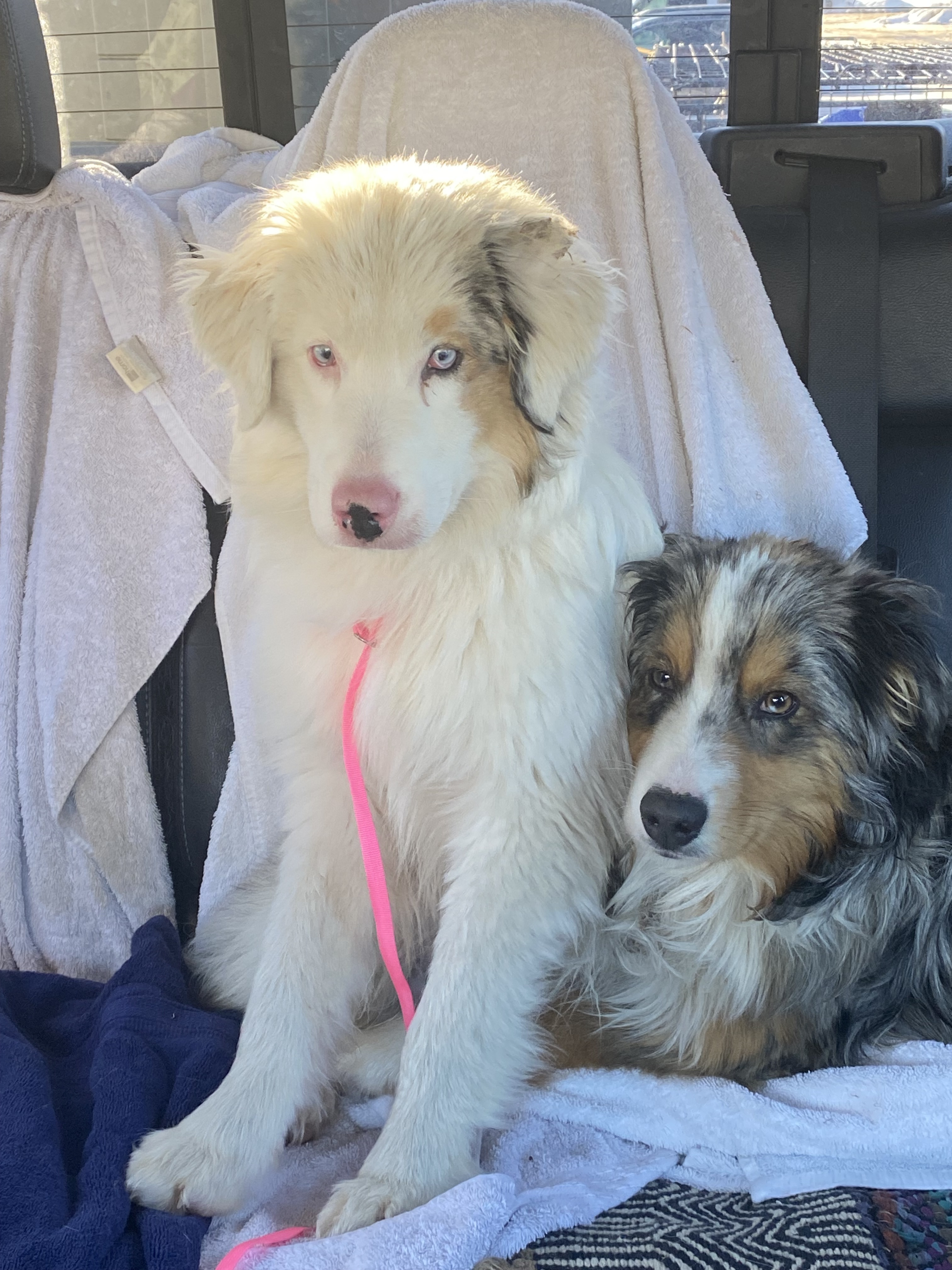 Luther, an adoptable Australian Shepherd in Hardin, MT, 59034 | Photo Image 1
