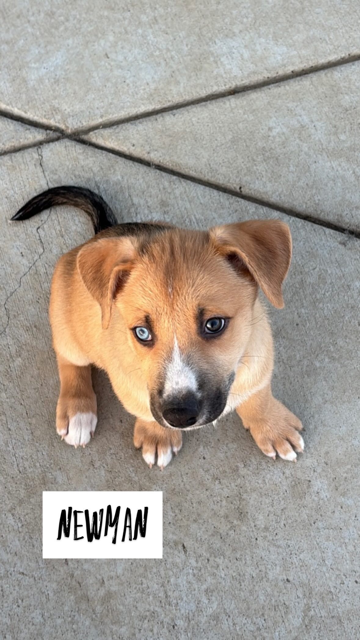 Seinfeld- Newman, an adoptable Husky, German Shepherd Dog in Hardin, MT, 59034 | Photo Image 1