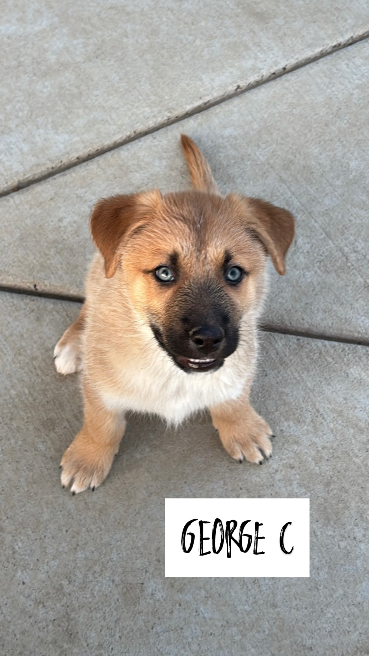 Seinfeld- George C, an adoptable Husky, German Shepherd Dog in Hardin, MT, 59034 | Photo Image 1