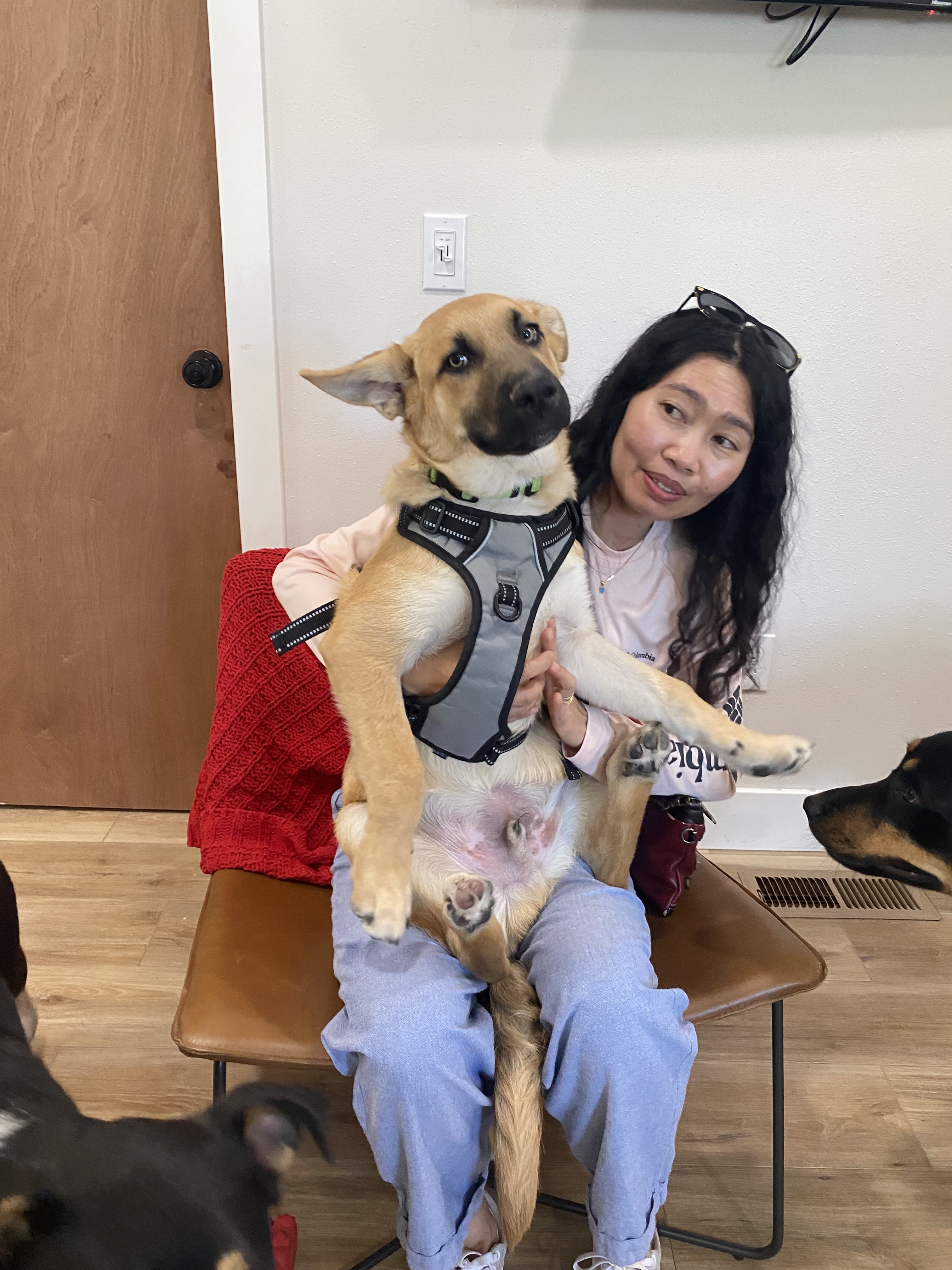 Seinfeld- George C, an adoptable Husky, German Shepherd Dog in Hardin, MT, 59034 | Photo Image 1