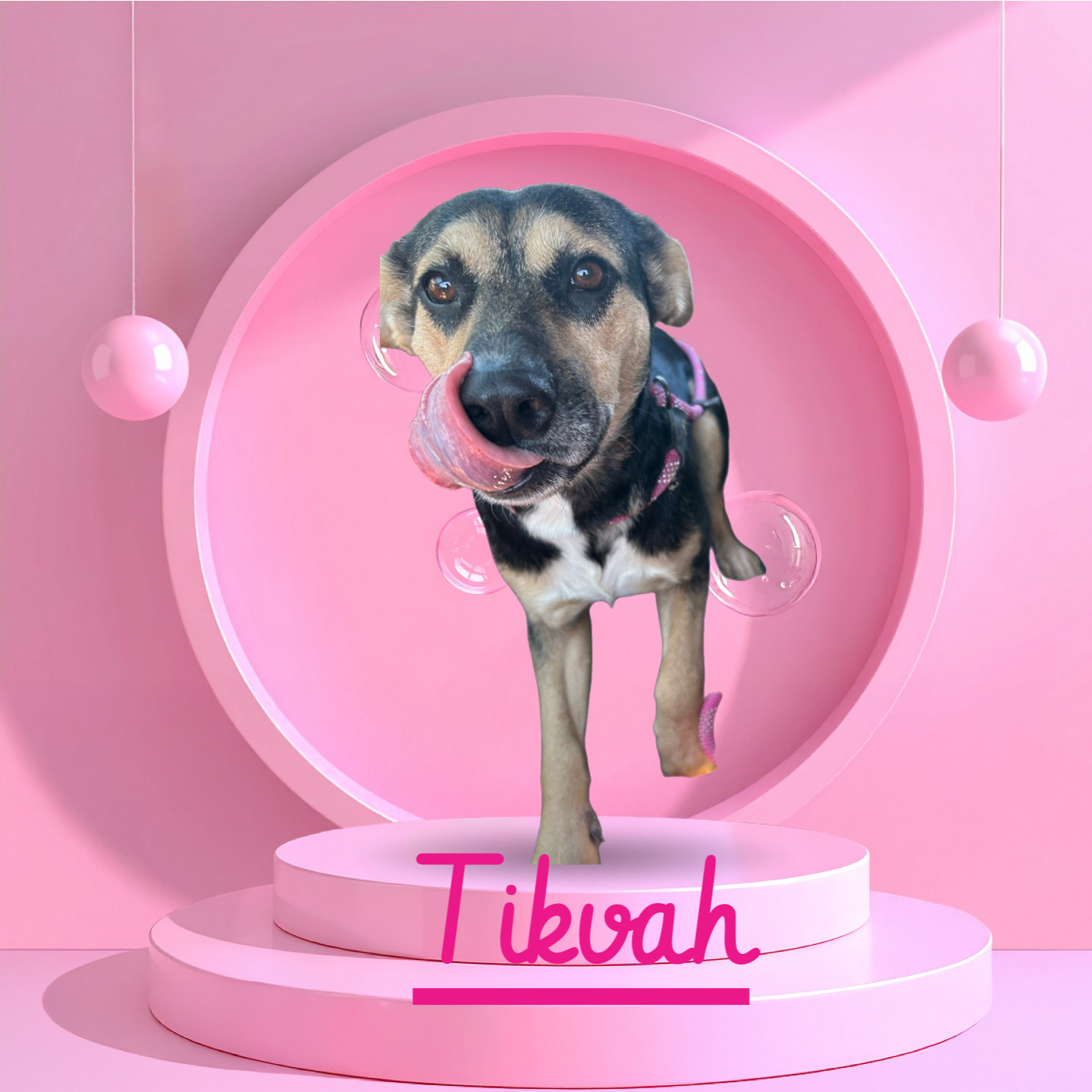 Tikvah, an adoptable German Shepherd Dog in Hardin, MT, 59034 | Photo Image 1