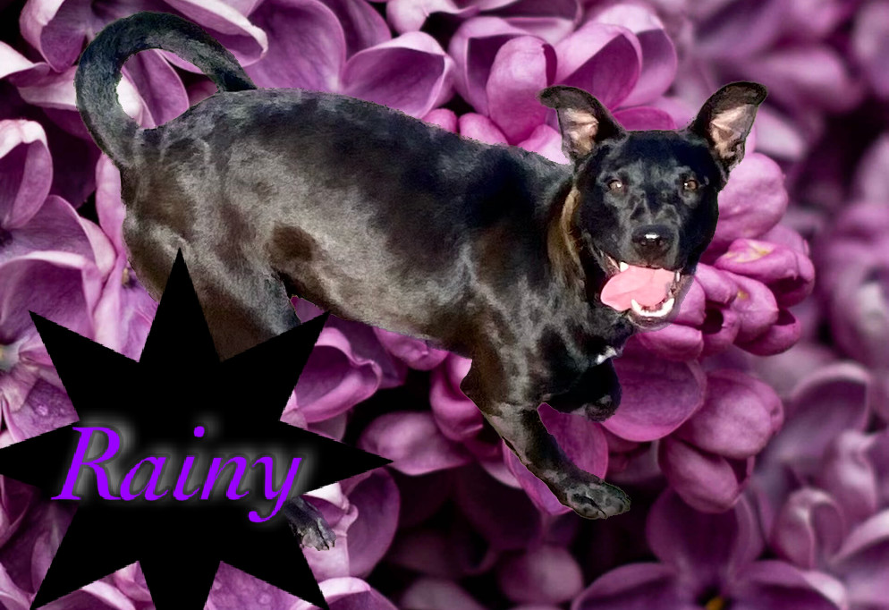 Rainy, an adoptable Labrador Retriever in Hardin, MT, 59034 | Photo Image 1