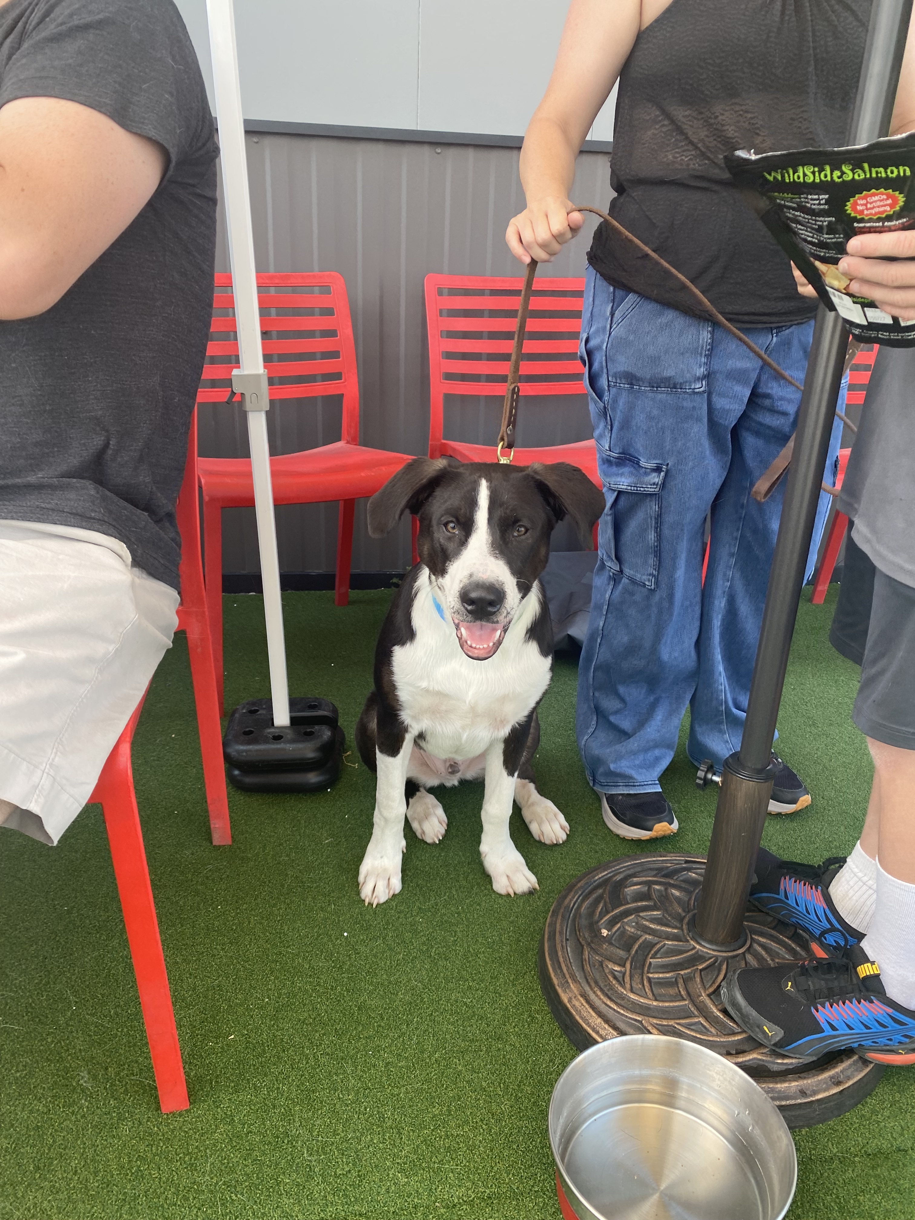 Dizzy, an adoptable Australian Cattle Dog / Blue Heeler in Hardin, MT, 59034 | Photo Image 1