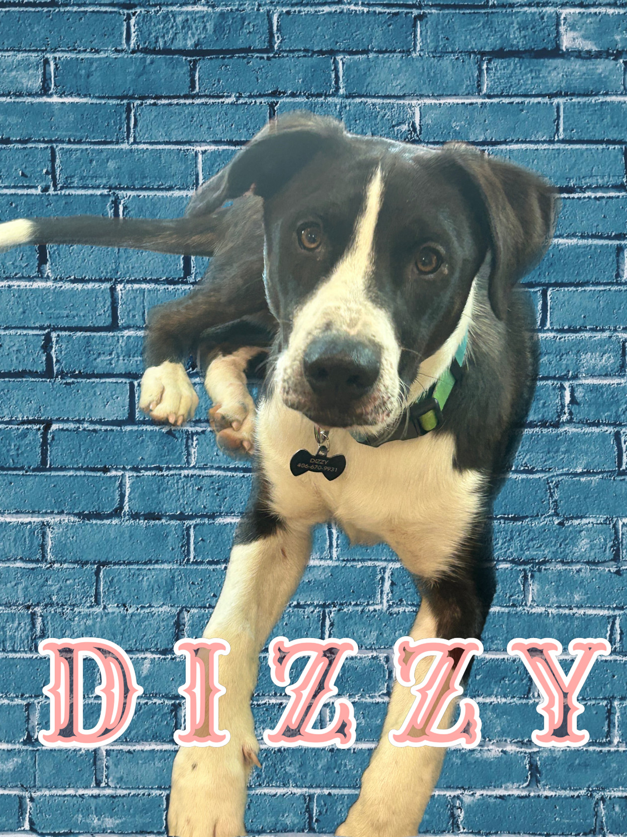 Dizzy, an adoptable Australian Cattle Dog / Blue Heeler in Hardin, MT, 59034 | Photo Image 2