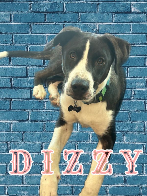 Dizzy thumbnail 2