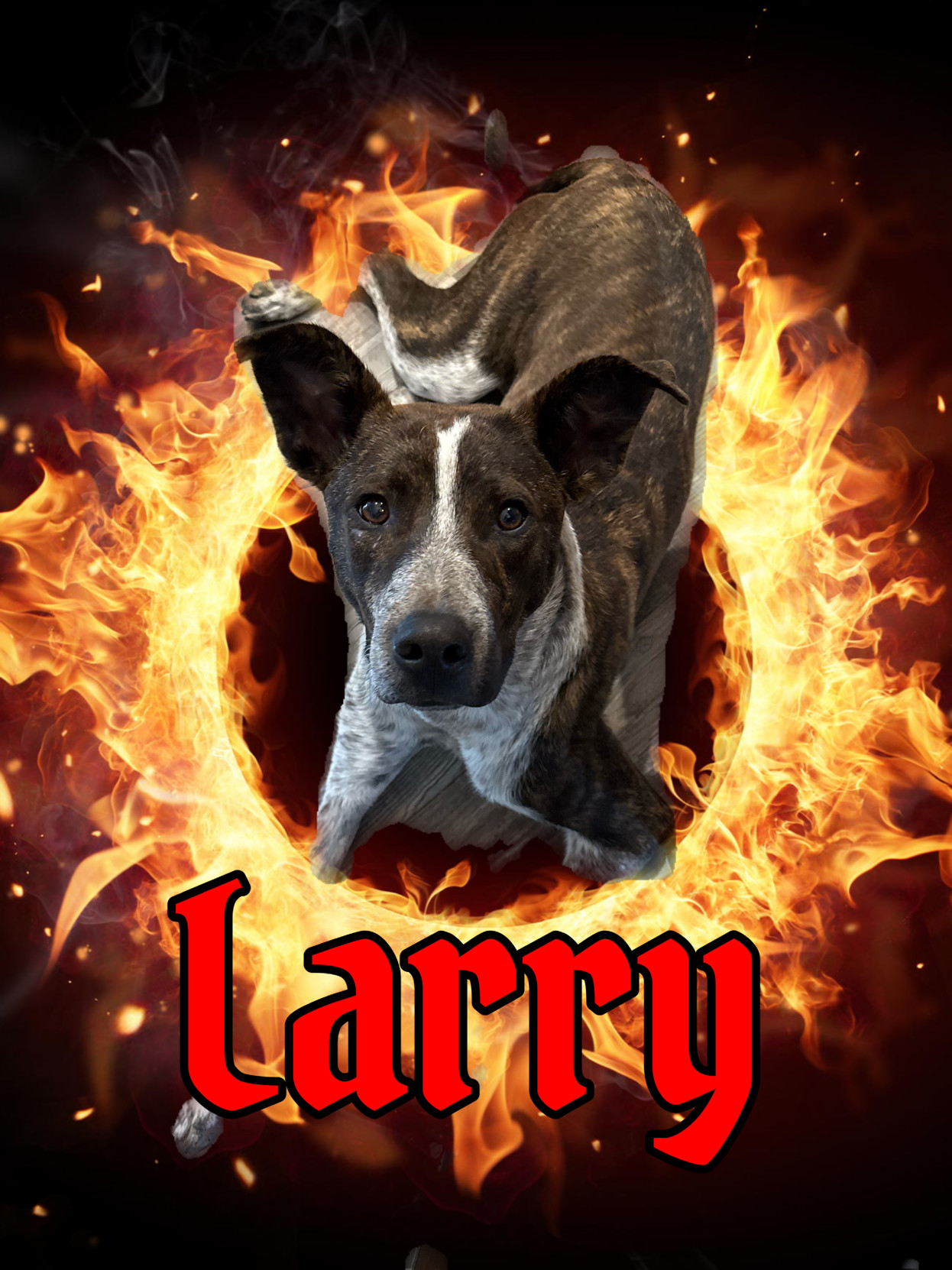 Larry, an adoptable Pit Bull Terrier, Australian Cattle Dog / Blue Heeler in Hardin, MT, 59034 | Photo Image 1