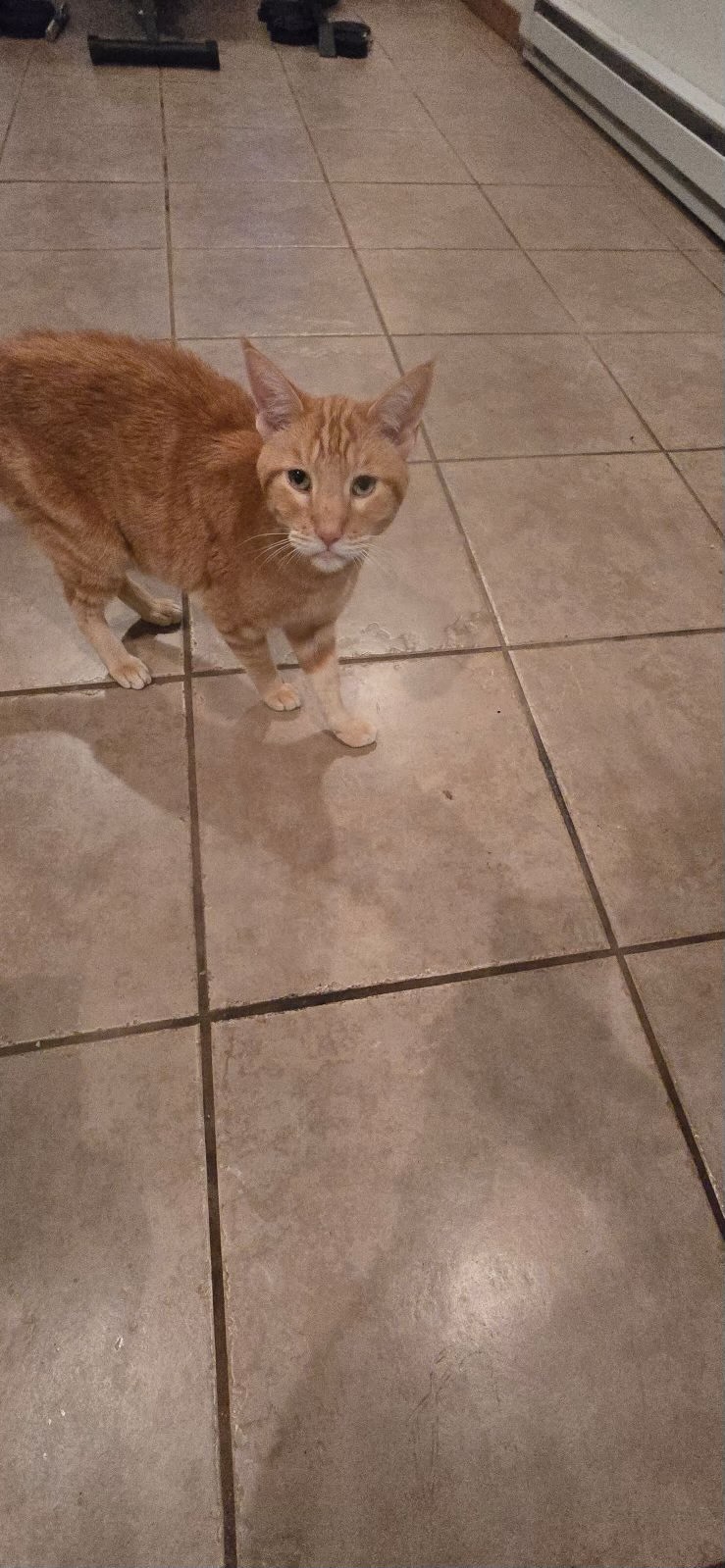 Alexander, an adoptable Domestic Medium Hair in Hardin, MT, 59034 | Photo Image 1