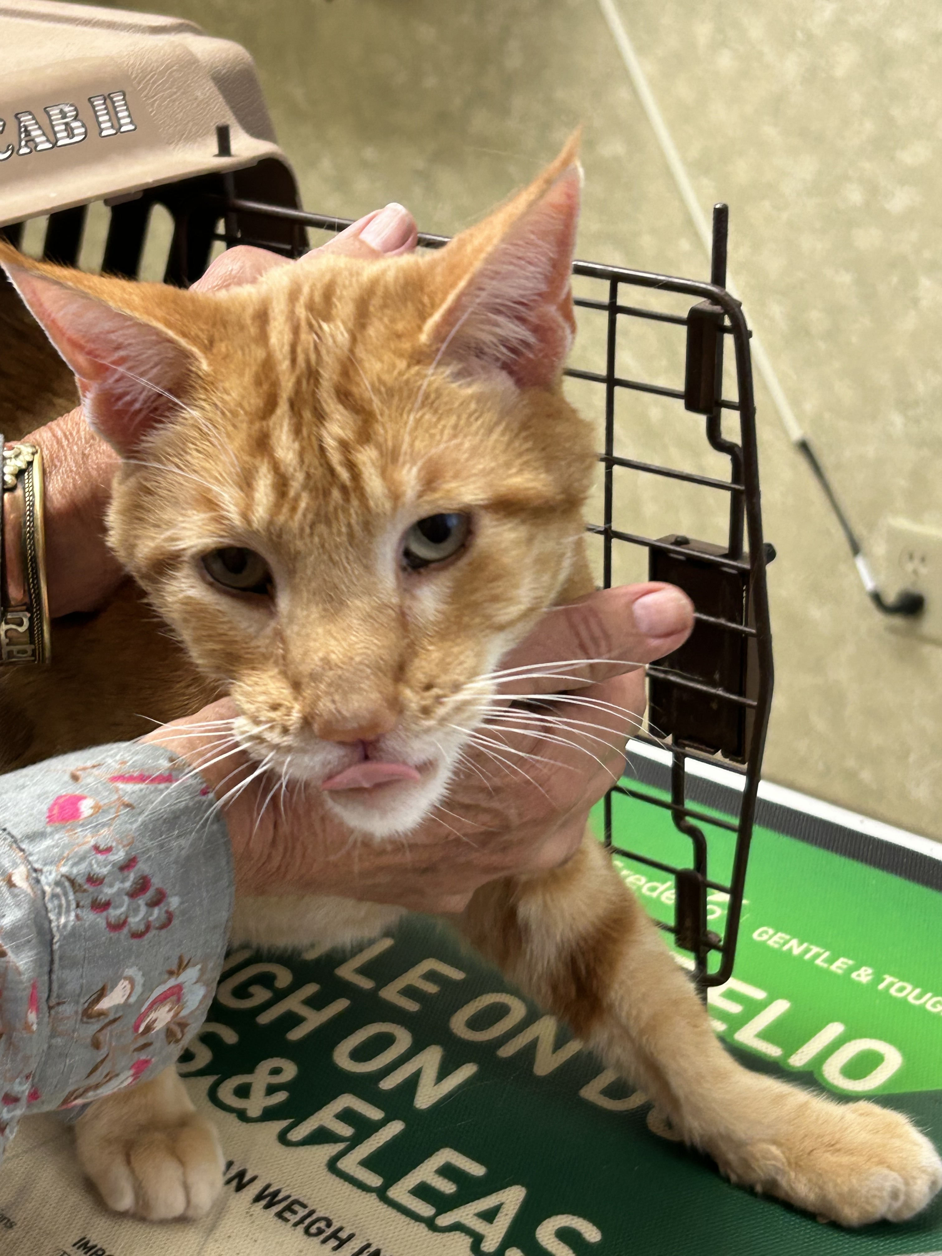 Alexander, an adoptable Domestic Medium Hair in Hardin, MT, 59034 | Photo Image 2