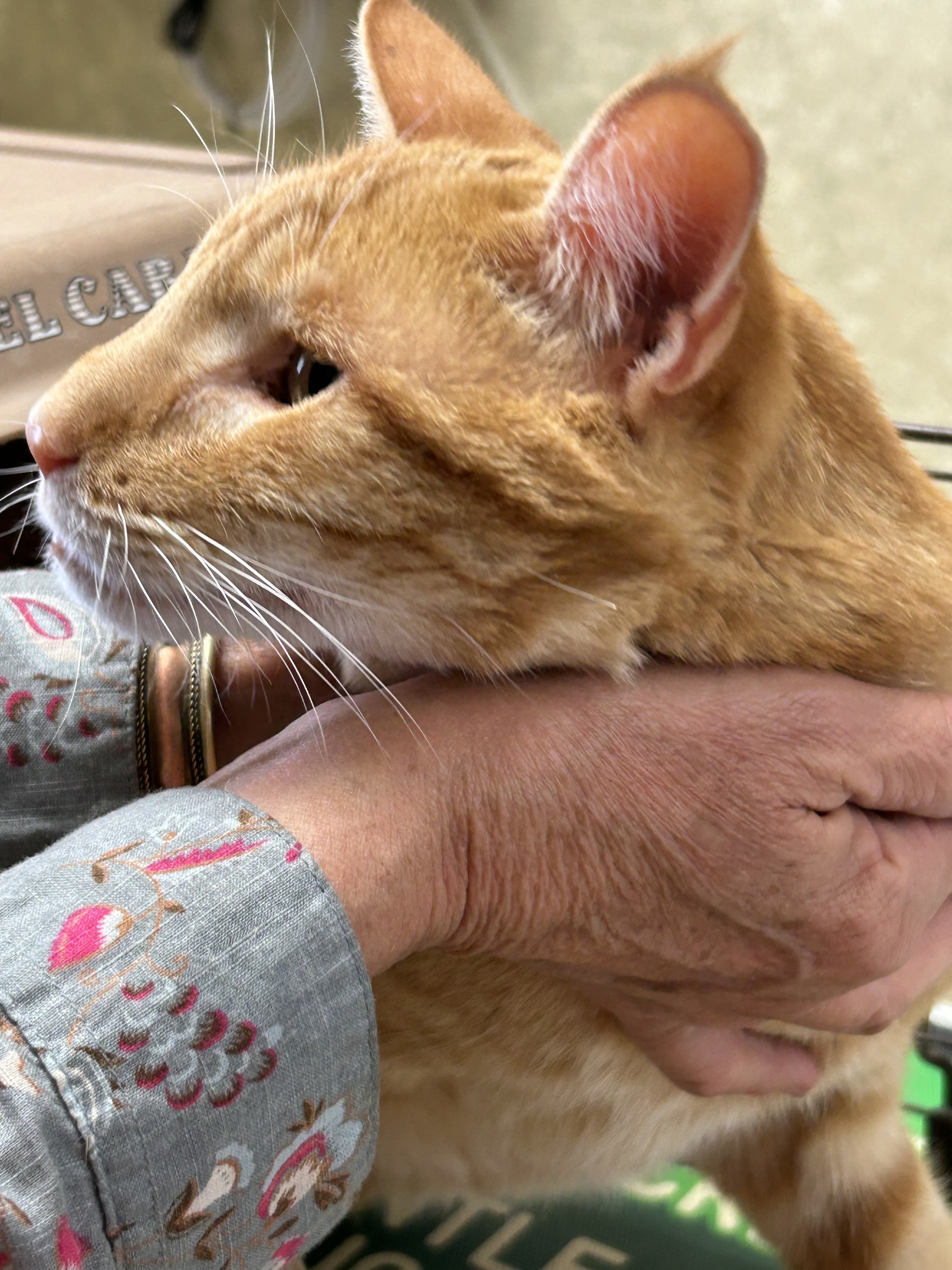 Alexander, an adoptable Domestic Medium Hair in Hardin, MT, 59034 | Photo Image 3
